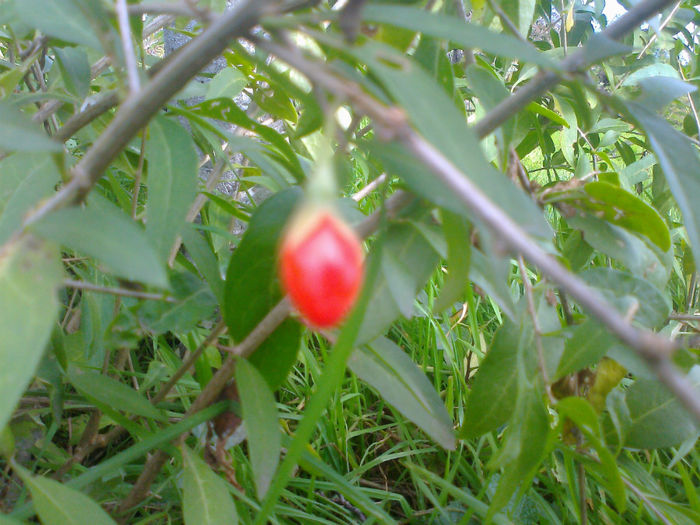 Martz0637 - GOJI BERRY- plante de vanzare