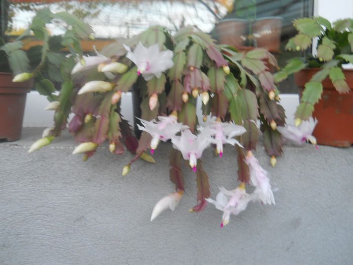 DSCN4483 - SCHLUMBERGERA