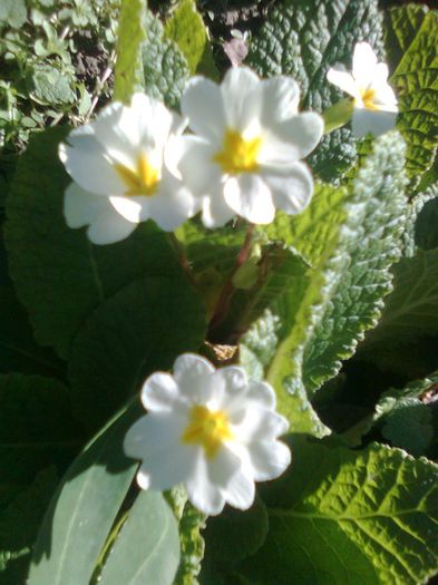 PRIMULA IN NOIEMBRIE