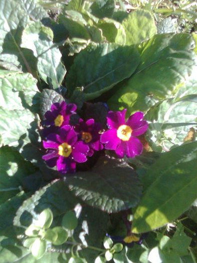 PRIMULA IN NOIEMBRIE