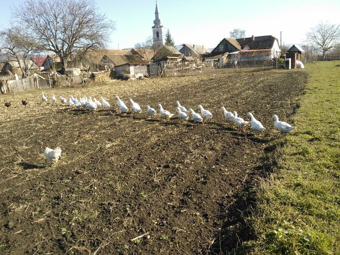 WP_004078 - Bobocii de toamna