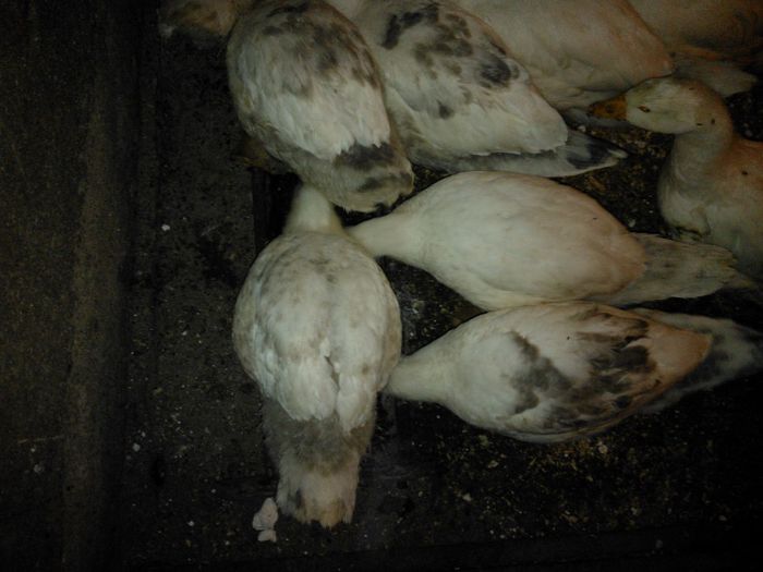 WP_004084; avem 3 kg greutate la 8 sapatamani
