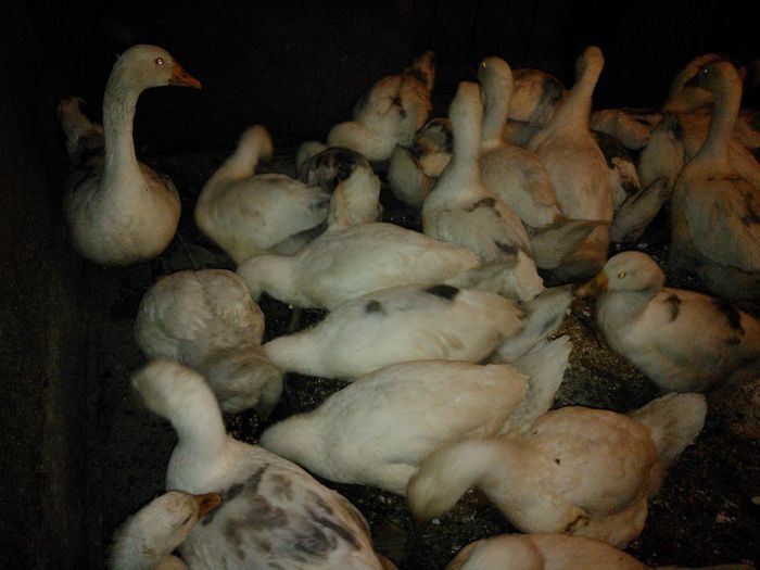 WP_004085; inghesuiala la masa
