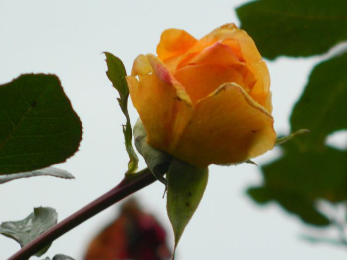 DSCN7516 - NOIEMBRIE 2013