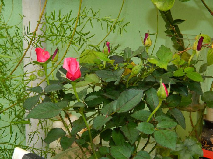 DSCN7544 - NOIEMBRIE 2013