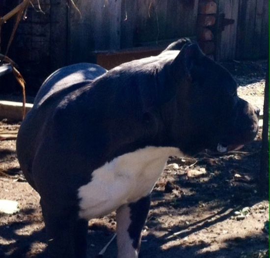 image - AMERICAN BULLY