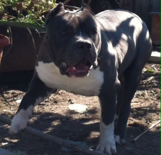 image - AMERICAN BULLY