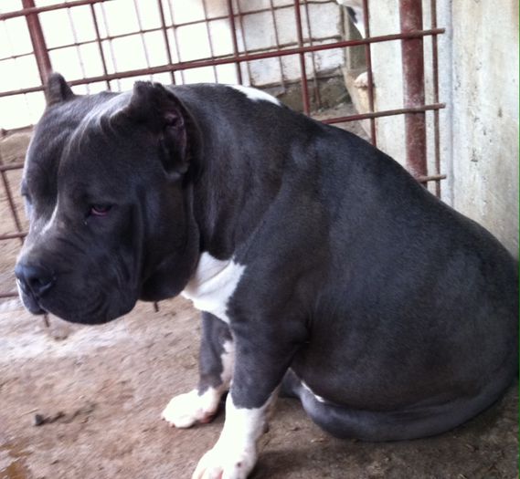 image - AMERICAN BULLY