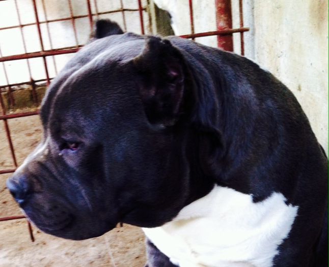 image - AMERICAN BULLY