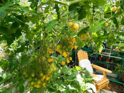 Tomate cherry galbene Ildi