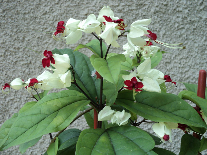  - CLERODENDRON