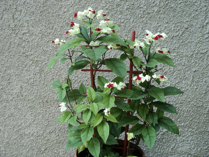  - CLERODENDRON