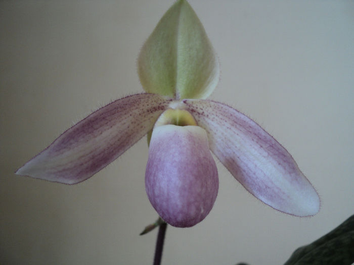 Paphiopedilum-sabotul lui Venus (am pierdut-o ) - ORHIDEE