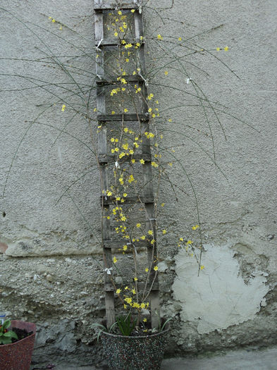 Iasomie de iarna-Jasminum nudiflorum 2013