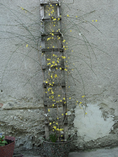 Iasomie de iarna-Jasminum nudiflorum 2013 - IASOMII