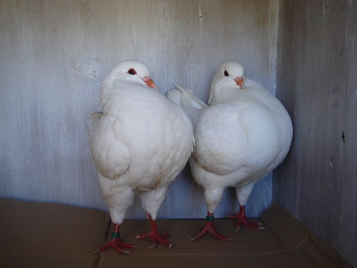 per 3 de la LEONE1980