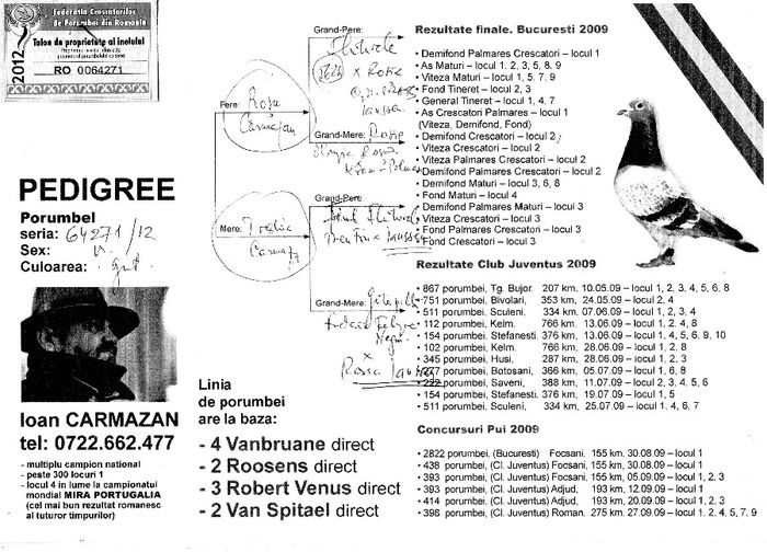 0064271-2013 Pedigree; Tata este fiu din "Fluturele" x femela Krouwell-Pollman, iar mama este din fiu "Fluturele" x femela Phillipe-Janssen (Nicolaescu)!!!
