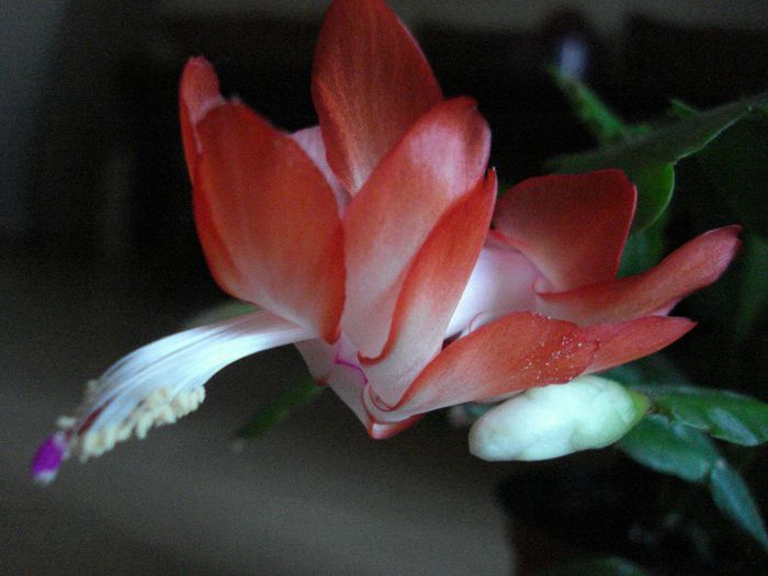 DSC05730 - Schlumbergera russelliana