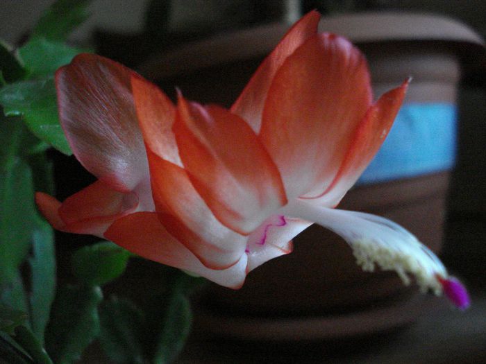 DSC05731 - Schlumbergera russelliana