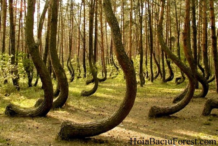 Crooked-Forest-10-Strange-Forests-of-the-World - Coltul Adevarului - Istoria Secreta A Padurii Hoi Baciu