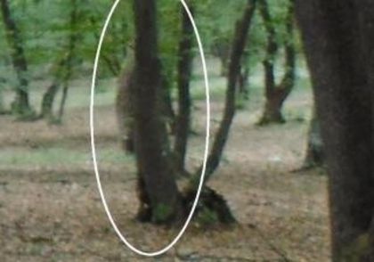 6227af18c46672ea4763cb495f768d89 - SILUETE SUSPECTE FOTOGRAFIATE IN PADUREA HOIA BACIU DIN CLUJ-NAPOCA