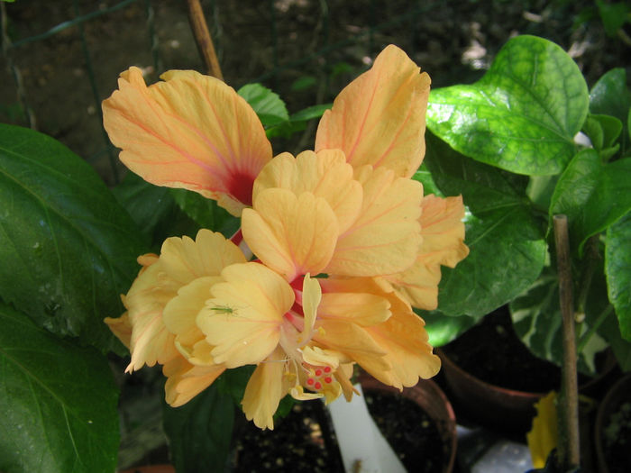 IMG_2908 - El capitolio