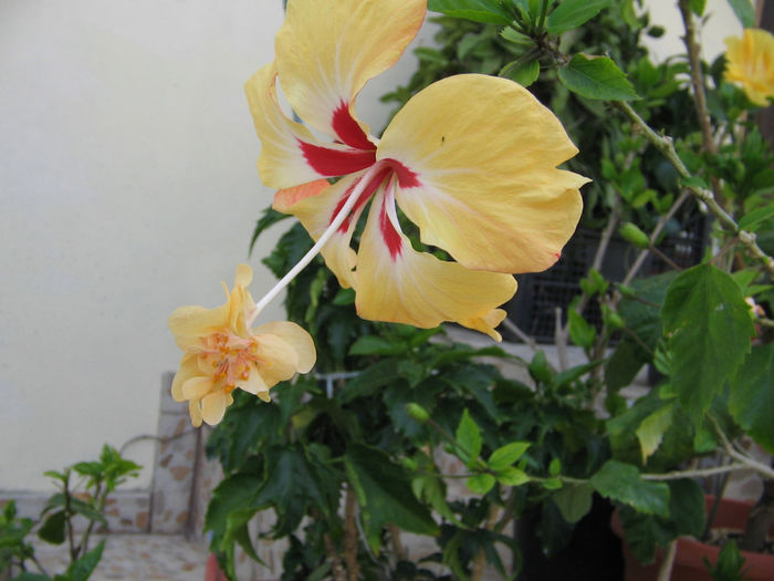 IMG_2927 - El capitolio