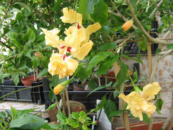 IMG_3070 - El capitolio