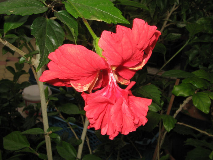 IMG_3083 - El capitolio