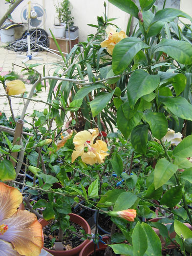 IMG_3156 - El capitolio