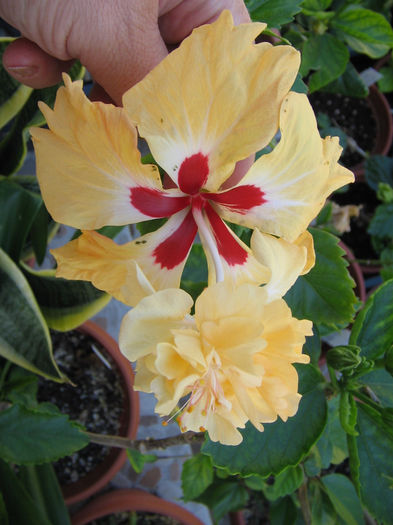 IMG_3184 - El capitolio