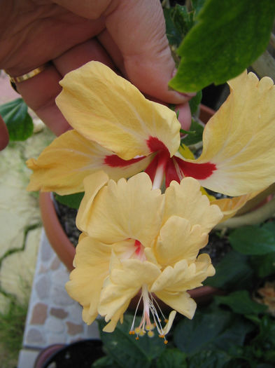 IMG_3212 - El capitolio