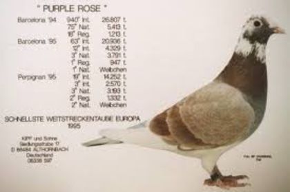 "Purple Rose" Kipp - 5 - Originile porumbeilor mei