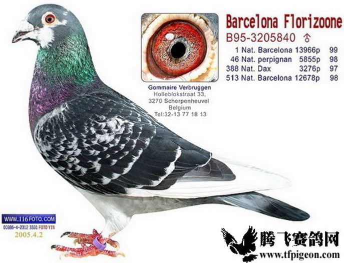 "BARCELONA" Florizoone; Loc 1 National Barcelona! Fiu din "WITNEUS"-Primus Inter Pares Barcelona!
