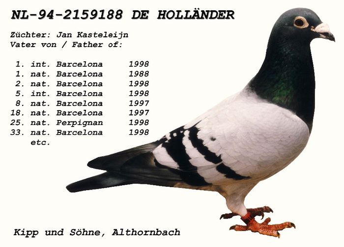 "De Hollander"; Unul dintre cei mai buni reproducatori de porumbei de "Barcelona" din istorie!!!
