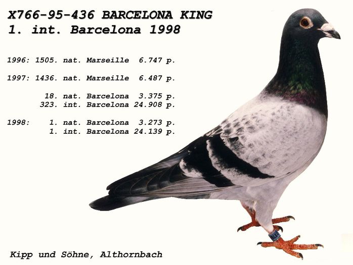 "Barcelona King" Kipp; 1 Int. Barcelona 1998, fiu "De Hollander"-Jan Kasteleijn!!!
