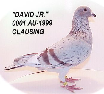 "David Junior"; Unul dintre porumbeii de baza Clausing!
