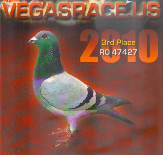 "VEGAS" - 5 - Originile porumbeilor mei