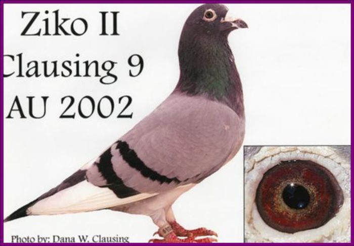 "Ziko II" - 5 - Originile porumbeilor mei