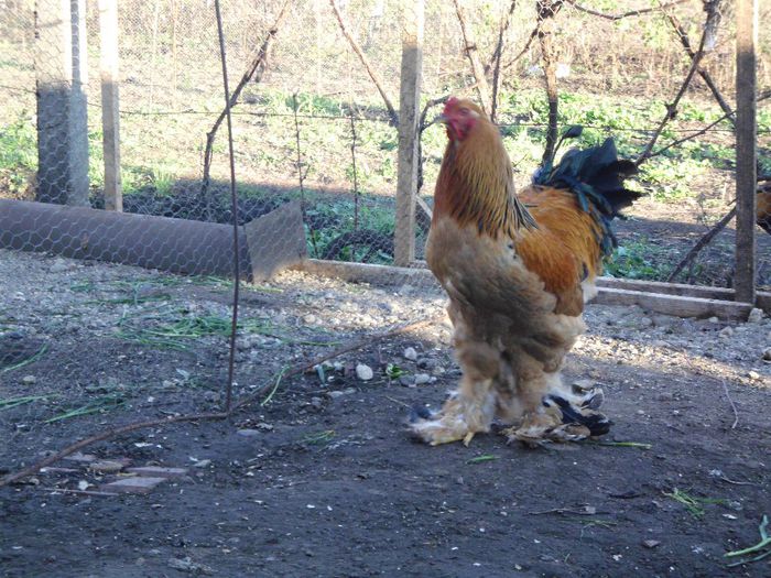 brahma clumbia negru - cocos matca 2014