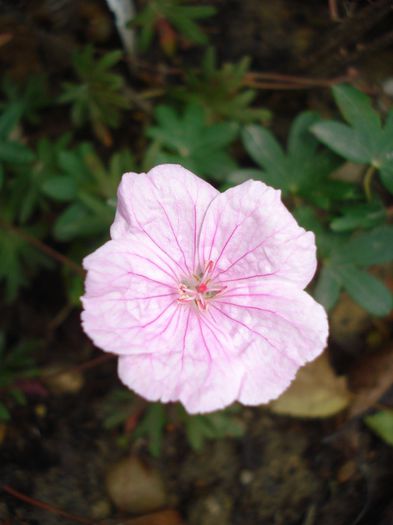 geranium sanguineum var. striatum
