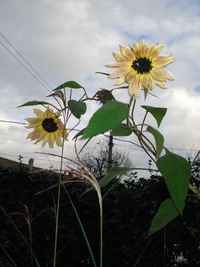 miscanthus si floarea soarelui