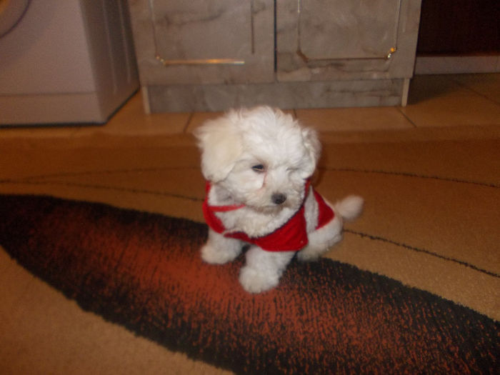 HONEY - BICHON MALTEZ