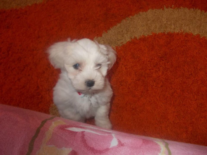  - BICHON MALTEZ