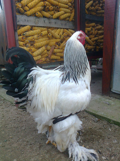 Cocos 1-5