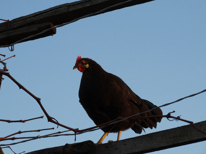 Stau aici sa vad uliul!