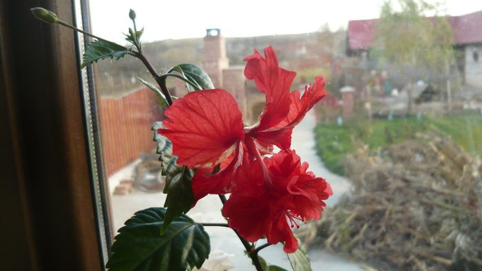 Picture 3575 - x 2013 hibiscus rosa sinesis 3