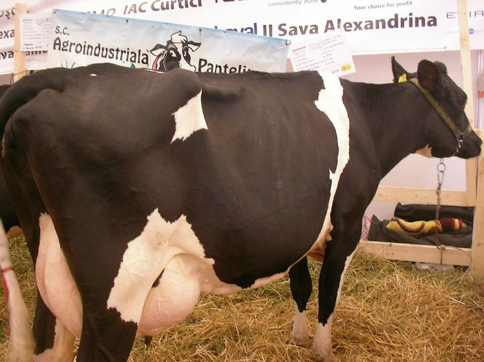 SANY0908 - Indagra 2013