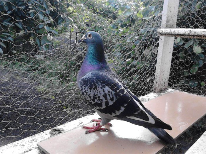 1161048-08 aceeasi sora 338+337-loc30 nat