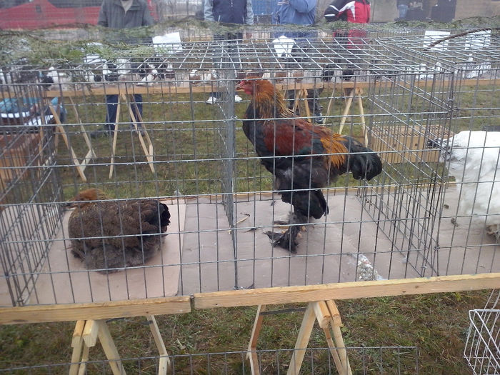 Expo mic cu animalele mele - 0 0 0  a 10 16 2013